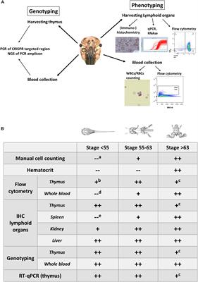 Xenopus tropicalis: Joining the Armada in the Fight Against Blood Cancer